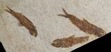 Fossil Fish (Knightia) Multiple Plate - Wyoming #31845-2